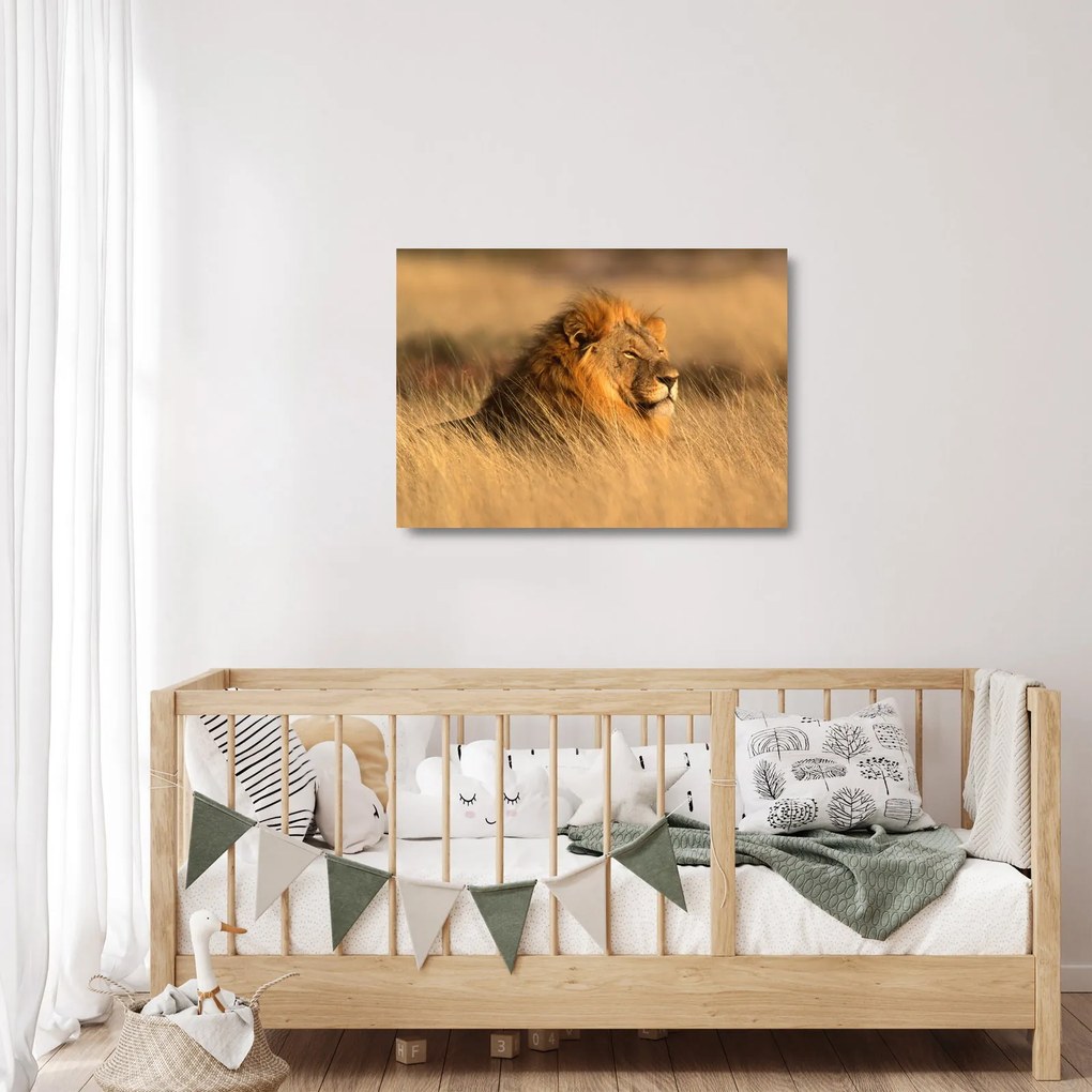 Sklenený obraz - Národný park Etosha (70x50 cm)