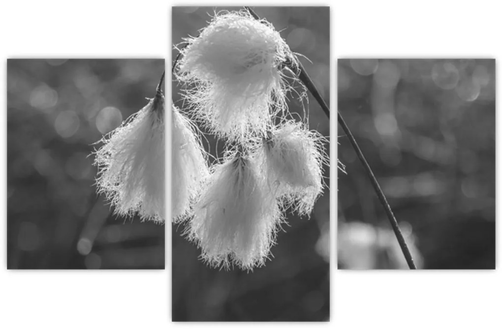 Obraz - Cottongrass (90x60 cm)