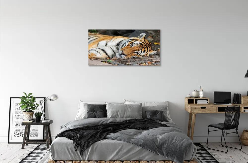 Obraz na plátne ležiace tiger 100x50 cm