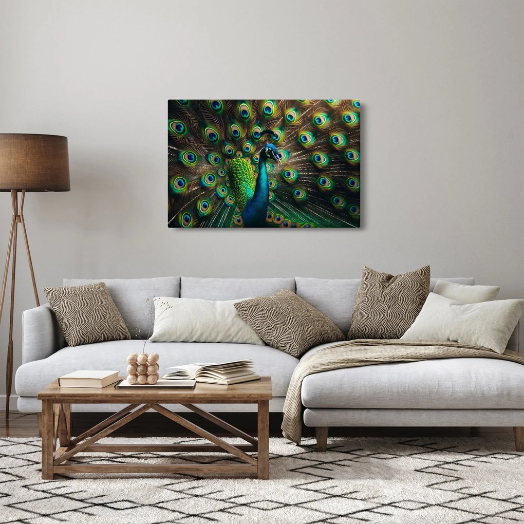 Obraz – Páv (90x60 cm)