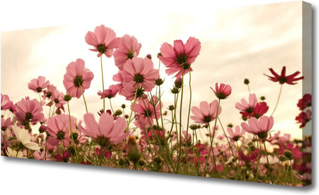 Obraz Canvas Poľné Kvety Lúka Príroda