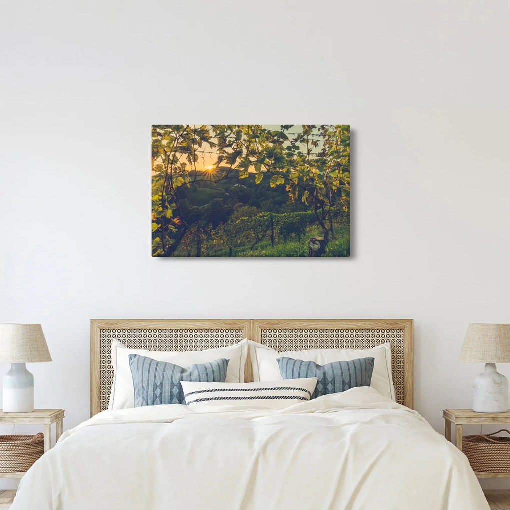 Obraz - Vinice (90x60 cm)