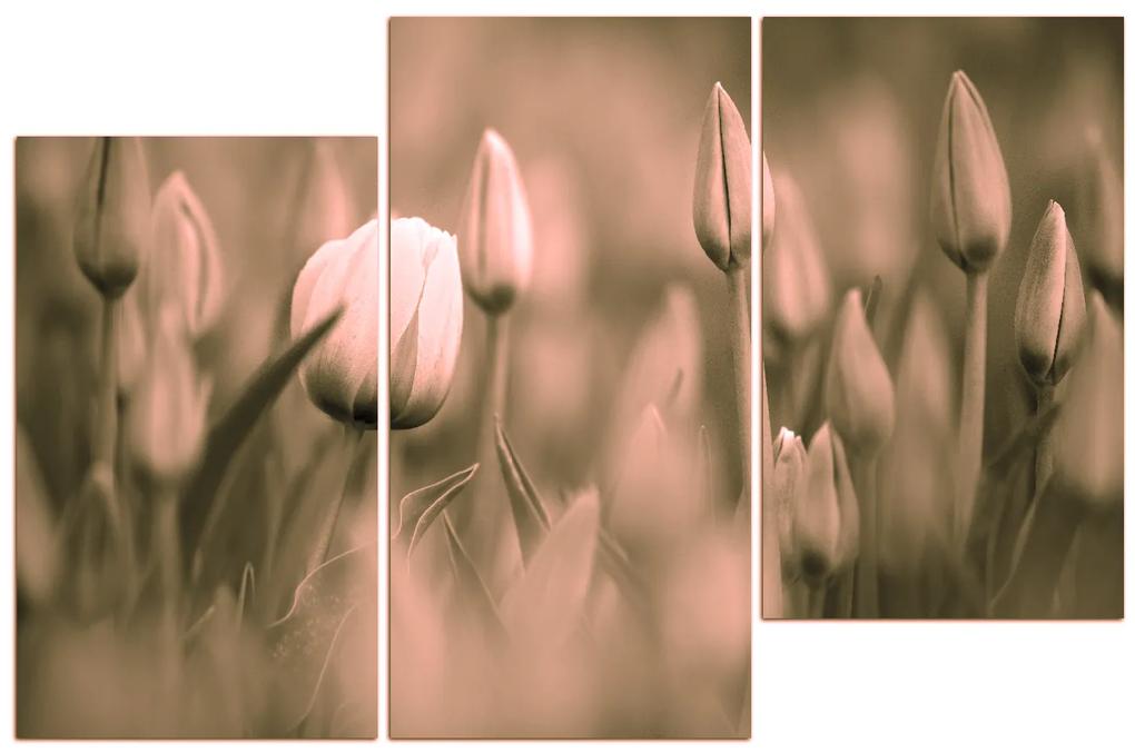 Obraz na plátne - Tulipán kvitnúci 101FD (105x70 cm)