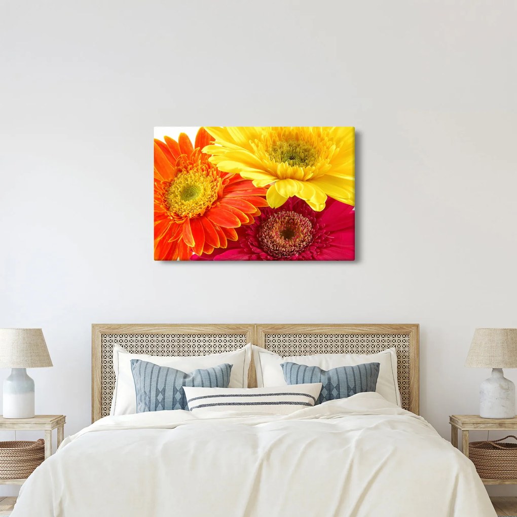 Obraz - Kvety Gerbery (90x60 cm)
