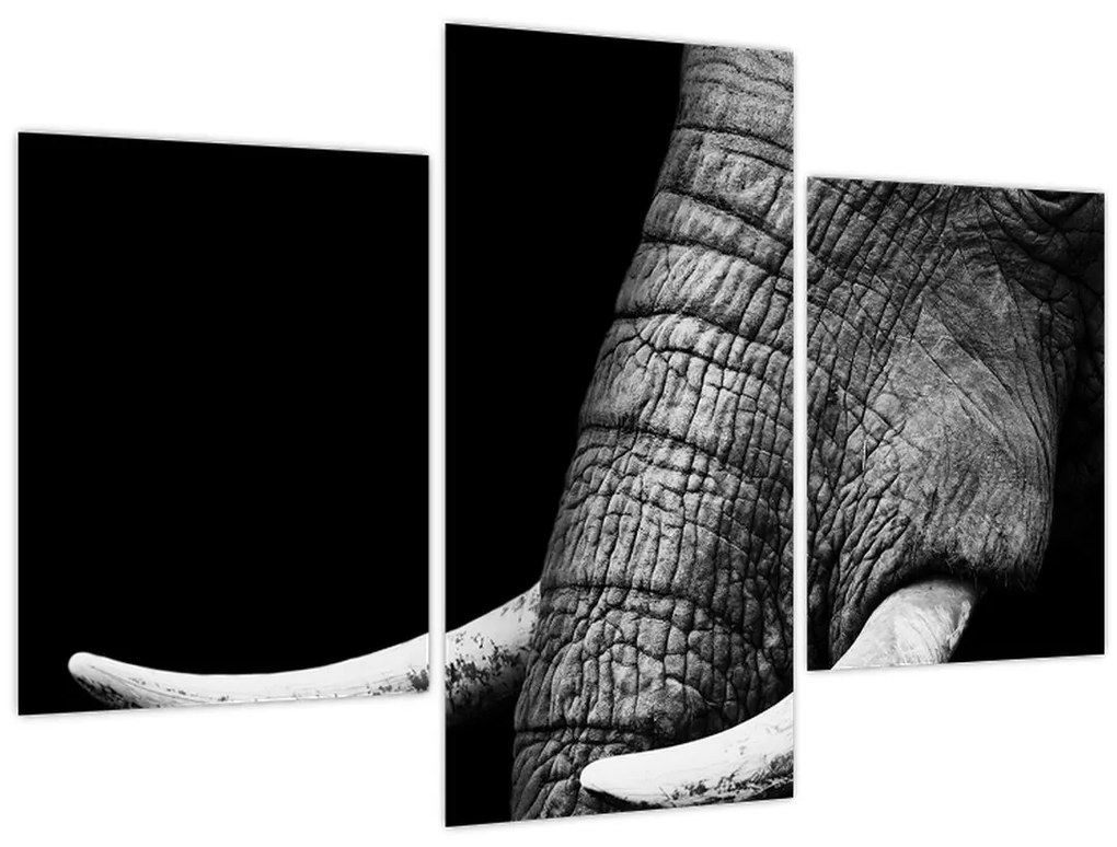 Obraz - Slonie kly (90x60 cm)