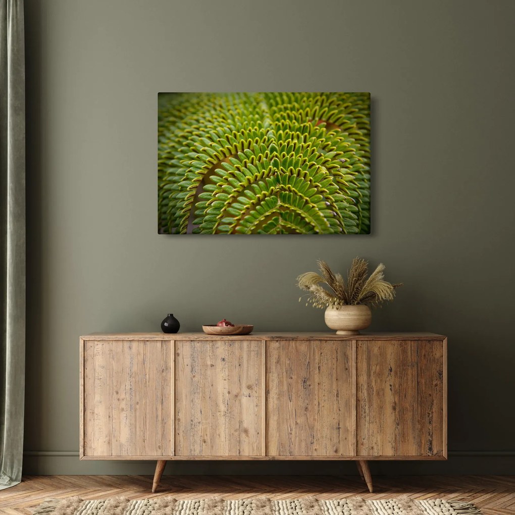 Obraz - Papraď (90x60 cm)