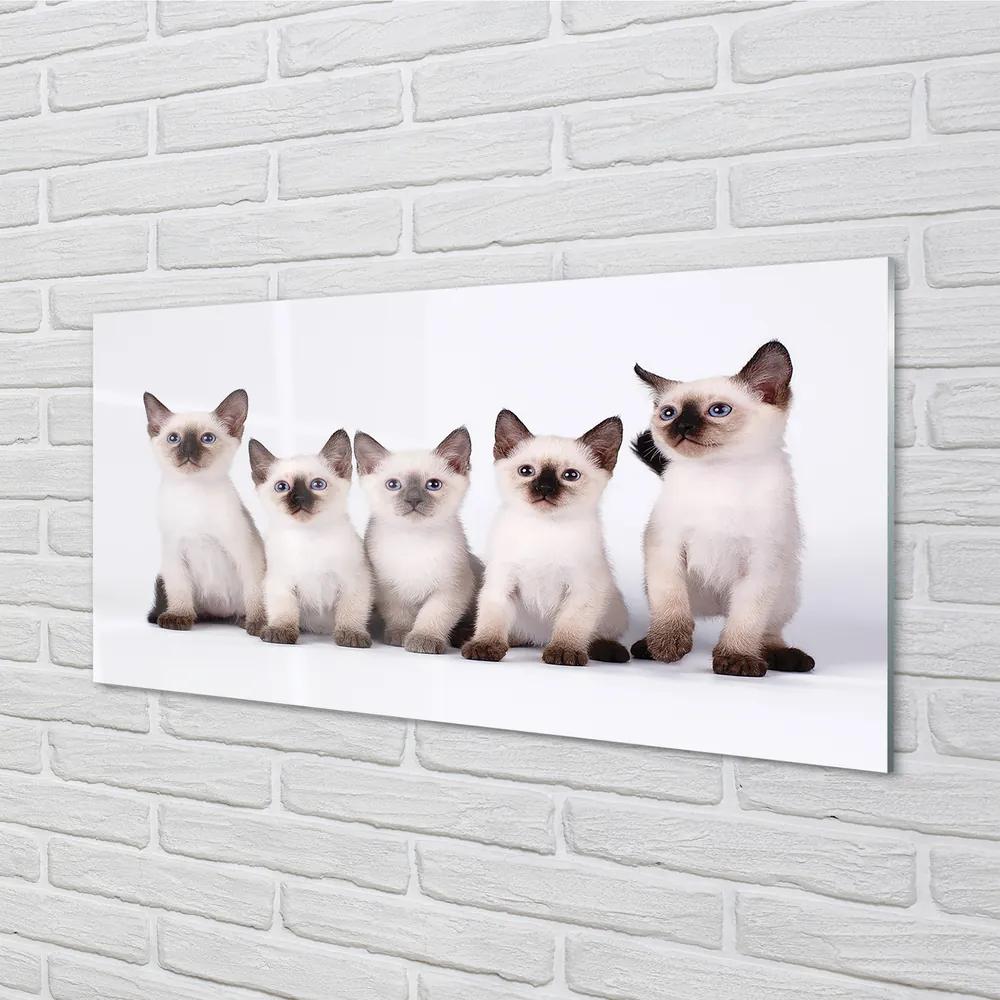 Obraz na akrylátovom skle Malé mačky 100x50 cm