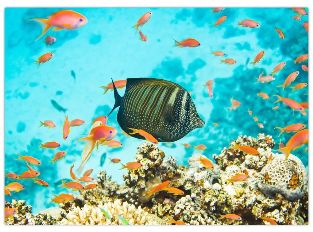 Sklenený obraz podmorského sveta (70x50 cm)