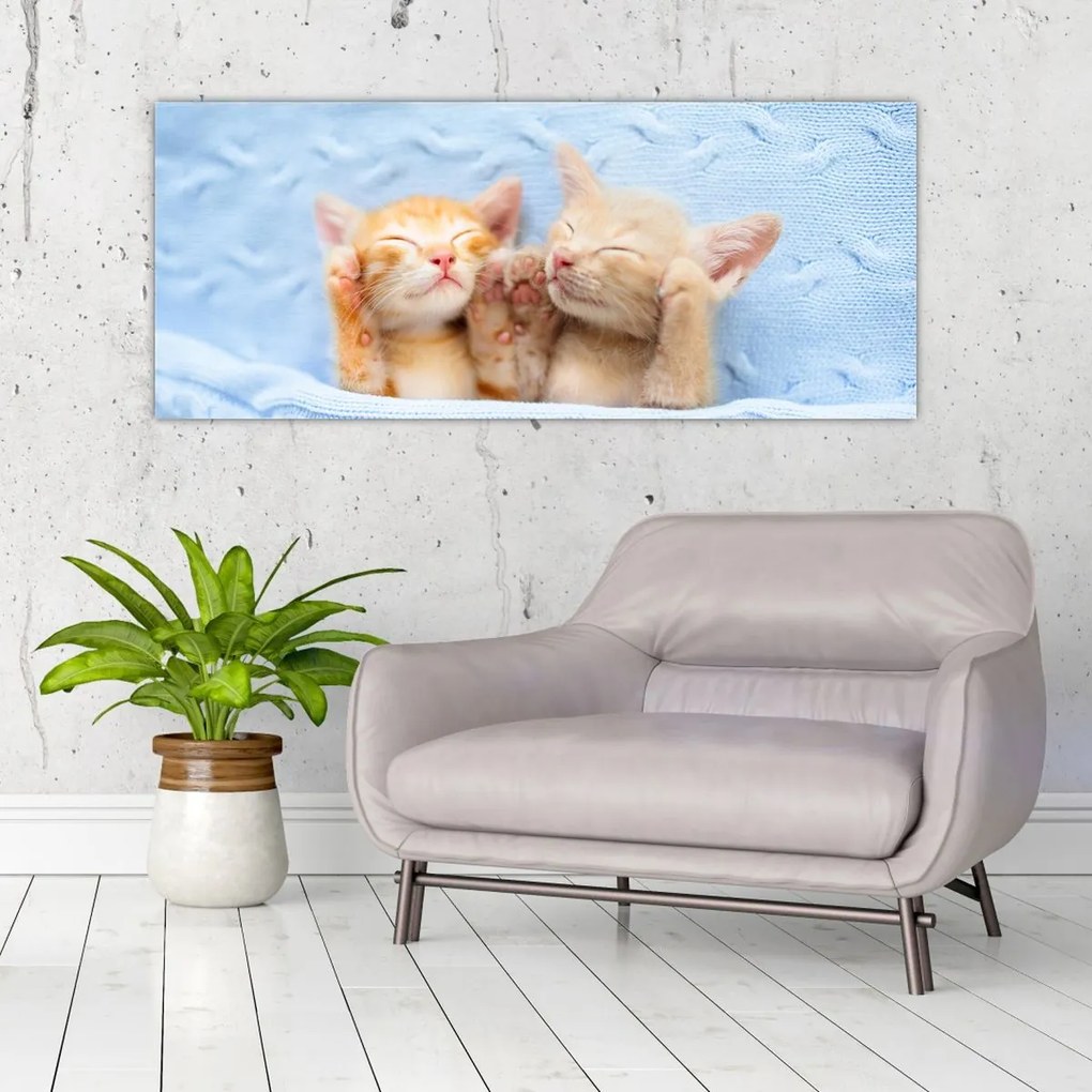Obraz - Spiace mačiatka (120x50 cm)