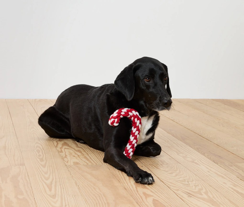 Hračka pre psa »Cukrová tyčinka«