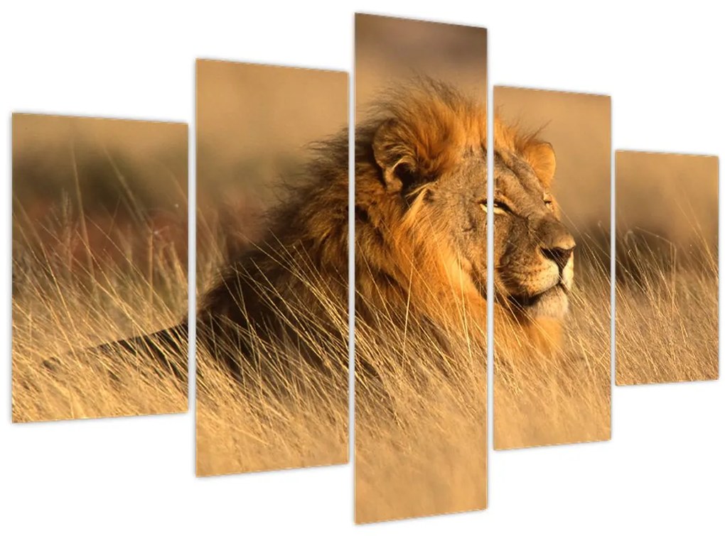 Obraz - Národný park Etosha (150x105 cm)