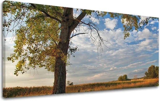 Obraz na stenu PANORÁMA STROMY