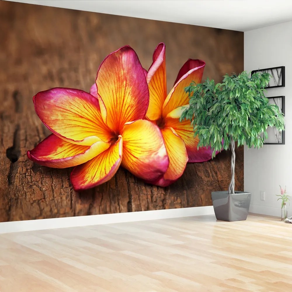 Fototapeta Vliesová Plumeria wood 312x219 cm