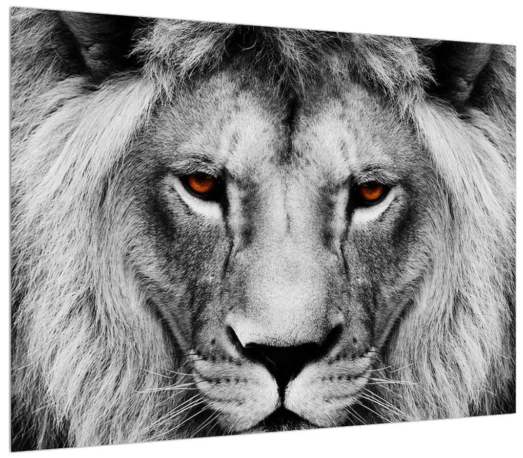 Čiernobiely obraz leva (K011390K7050)
