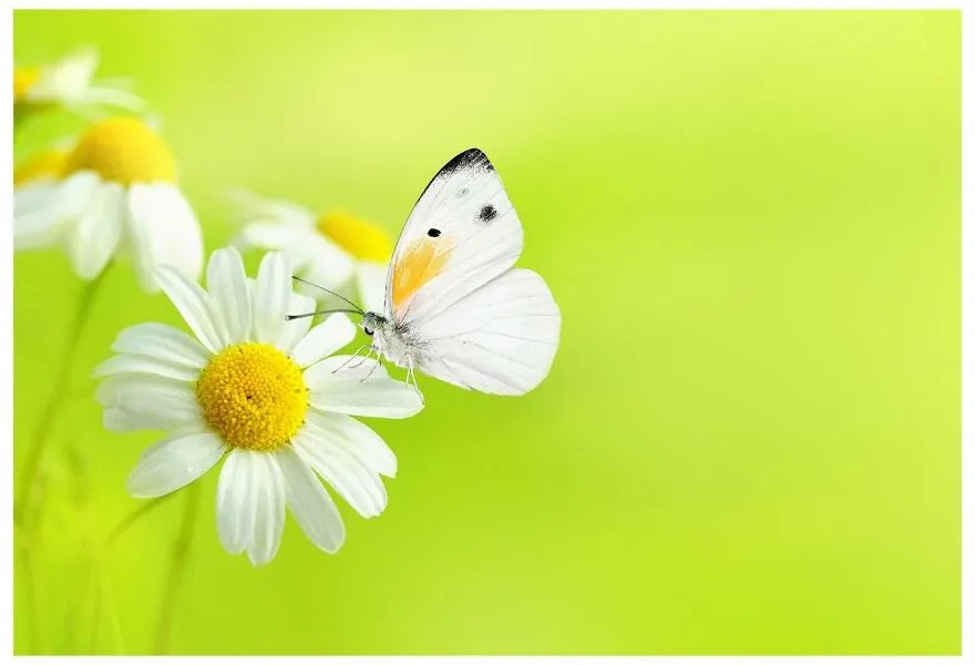 Fototapeta Vliesová Motýľ a harmanček 312x219 cm