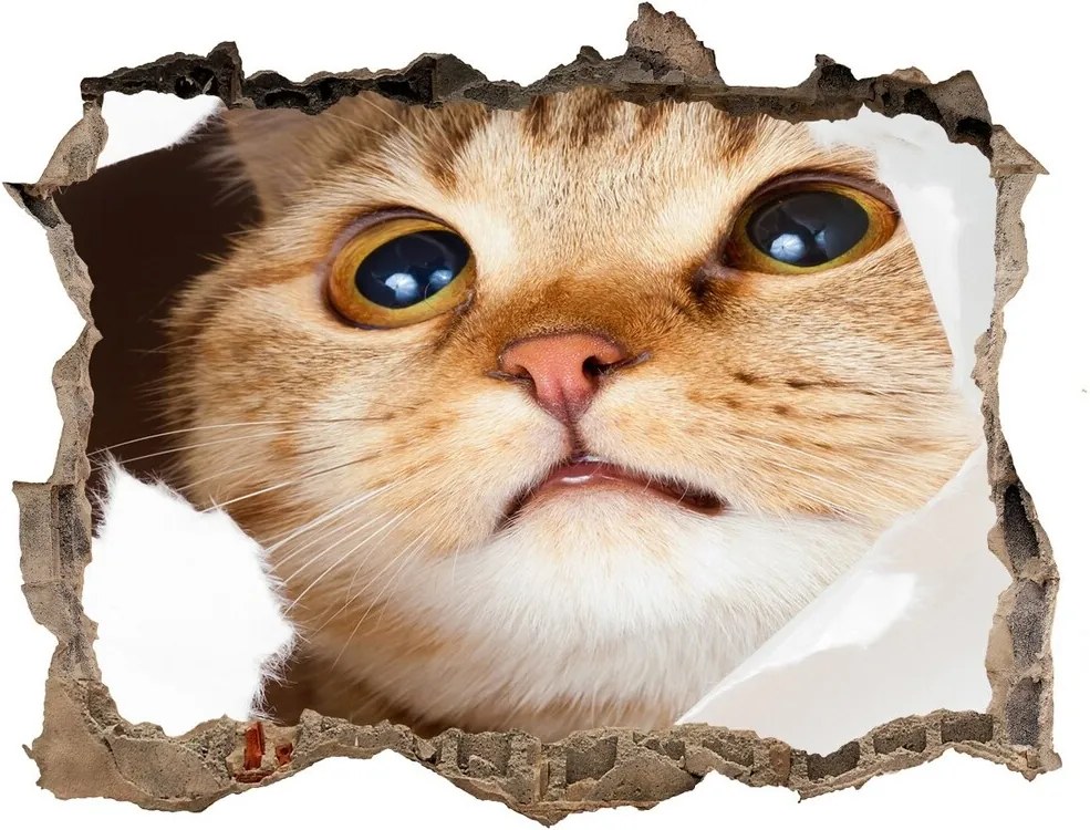 Díra 3D fototapeta na stěnu Kočka v díře WallHole-95x64-kamien-33902265