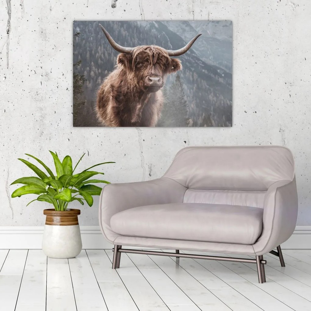 Obraz - Highlander krava (90x60 cm)