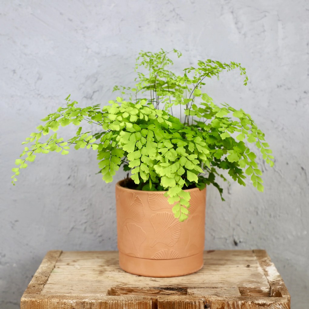 Adiantum Raddianum Fragrans