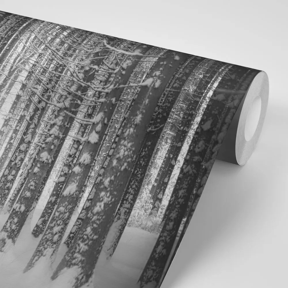 Fototapeta čiernobiely les zahalený snehom - 150x100