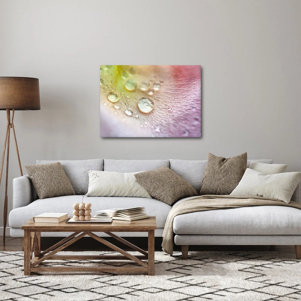 Obraz - Kvapky rosy (70x50 cm)