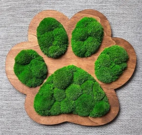 Obraz labka z machu 50x43 cm