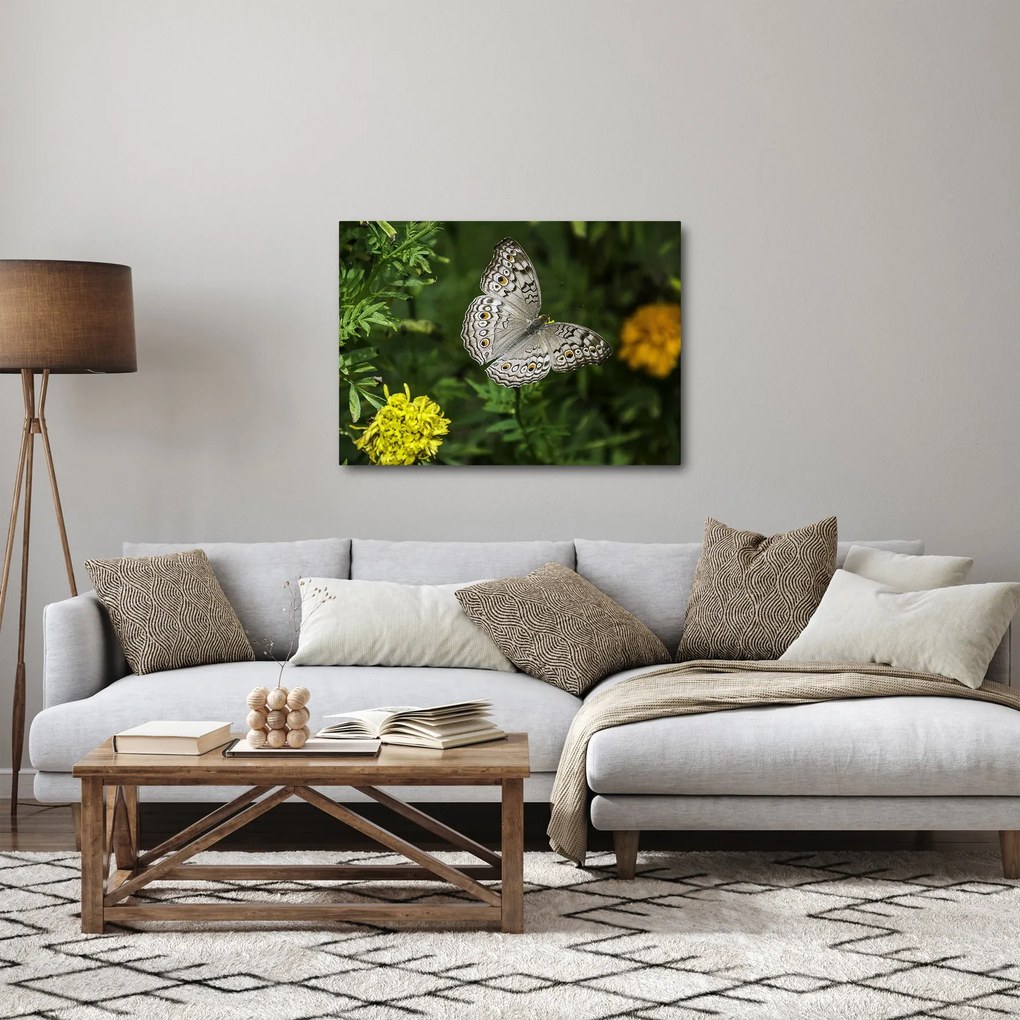 Obraz - biely motýľ (70x50 cm)