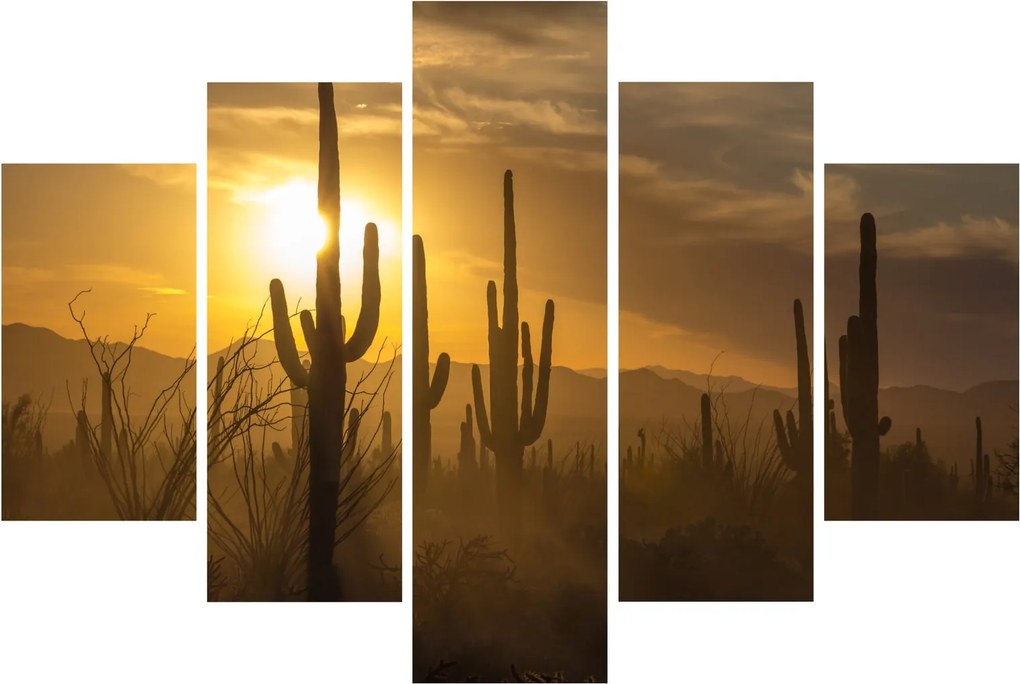 Obraz - Kaktusy Saguaro (150x105 cm)