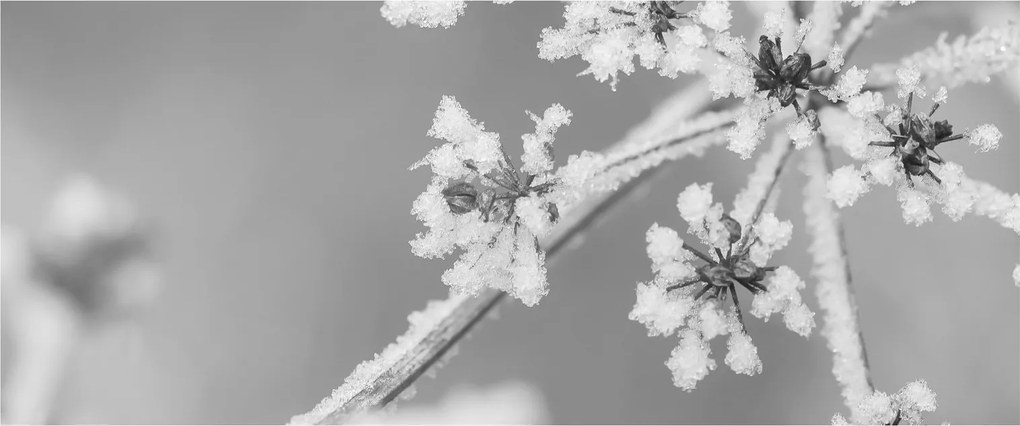 Obraz - Zamrznutá rastlina (120x50 cm)