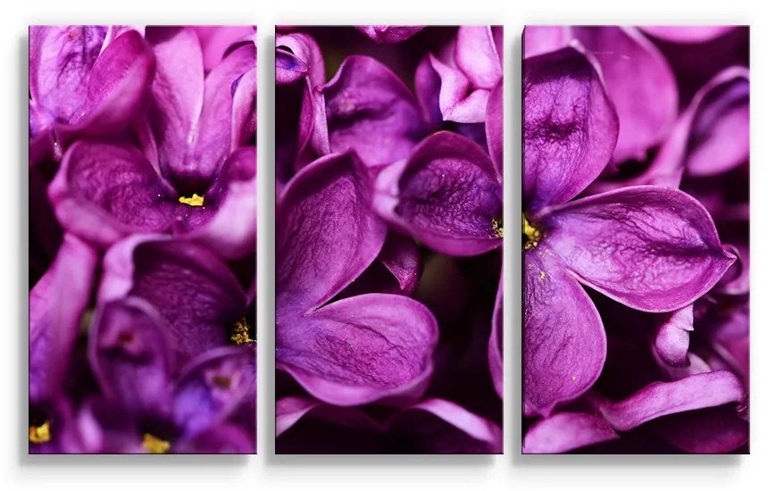 Sablio Obraz - 3-dílný Fialové kvety - 120x80 cm