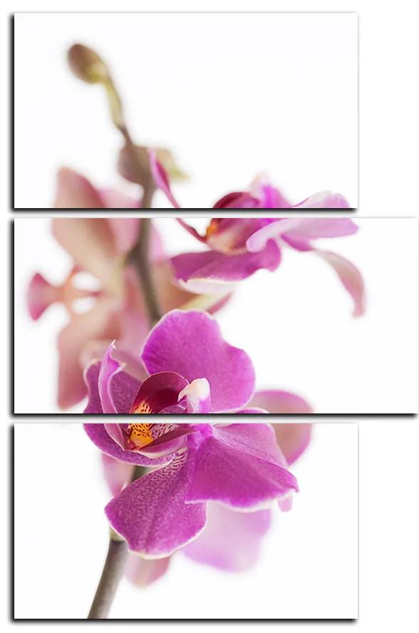 Obraz na plátne - Orchidea kvet izolovaná na bielom pozadí - obdĺžnik 7222D (105x70 cm)