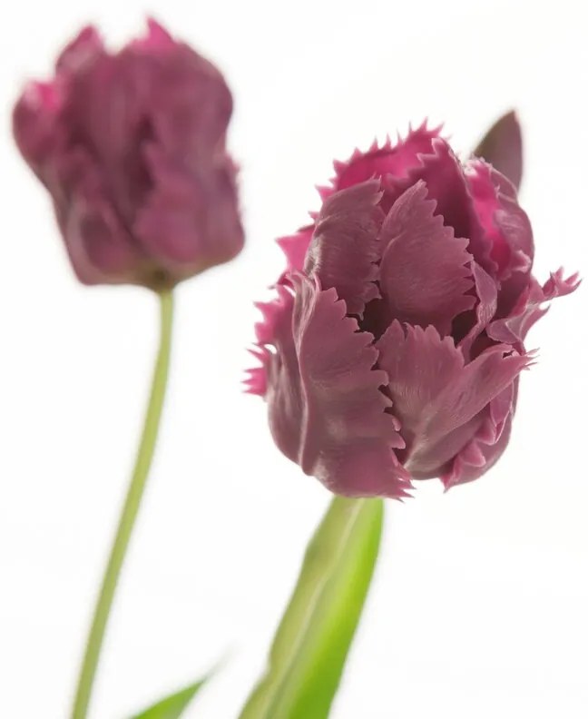 Dekorstudio Kytica tulipánov - fialová