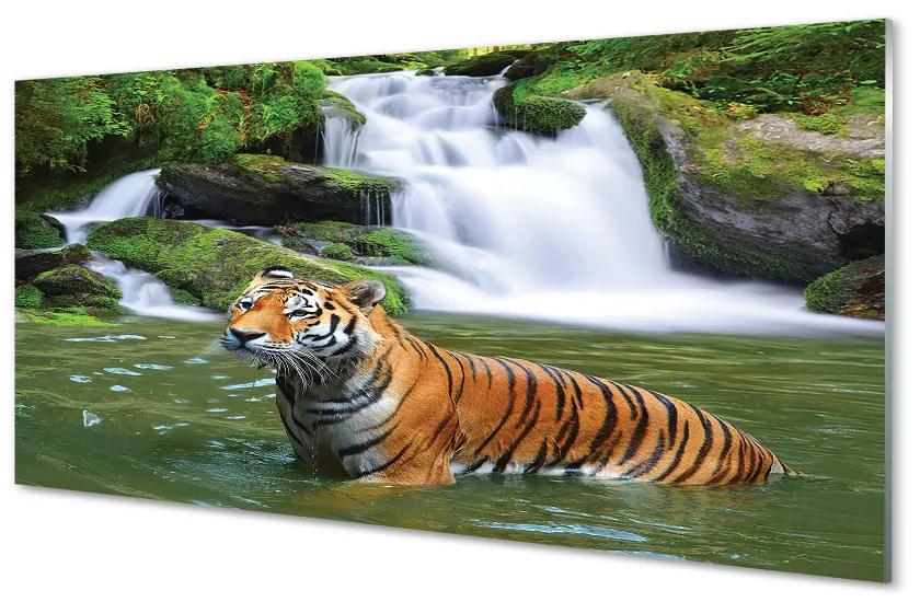 Obraz na akrylátovom skle Tiger vodopád 100x50 cm