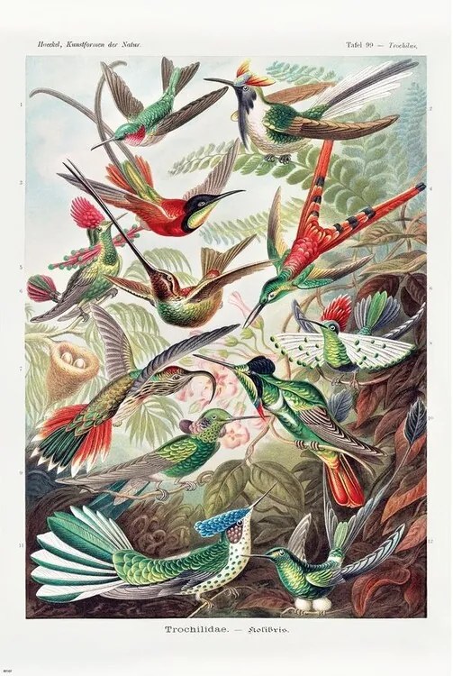 Plagát, Obraz - Ernst Haeckel - Kolibris