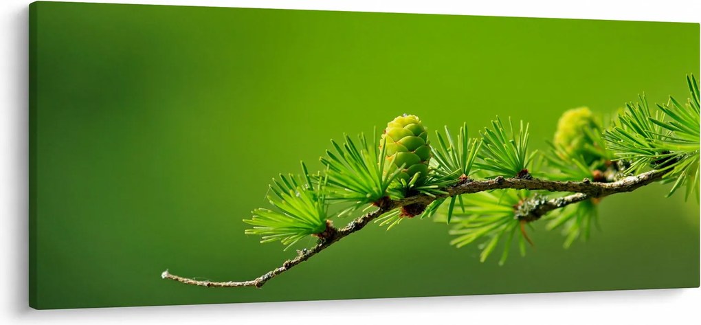 Obraz zelenej šišky (120x50 cm)