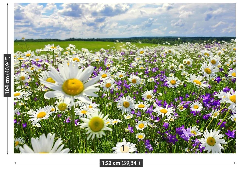 Fototapeta Vliesová Lúky a kvety 250x104 cm
