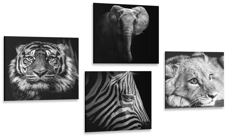 Set obrazov divoké zvieratá v čiernobielom prevedení - 4x 60x60