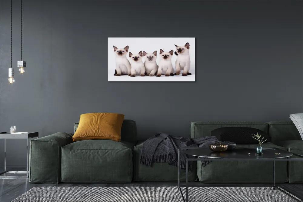 Obraz na plátne malé mačky 100x50 cm