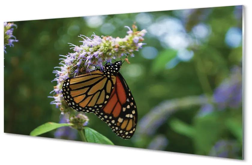 Obraz na akrylátovom skle Kvet farebný motýľ 125x50 cm