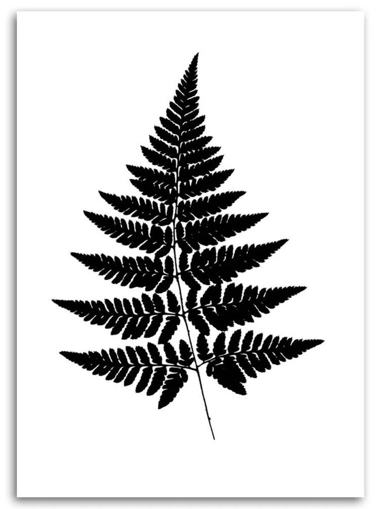 Obraz na plátně Kapradinový list černobílý - 70x100 cm