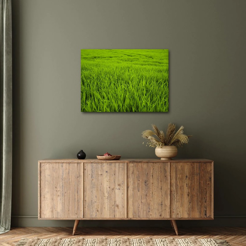 Obraz trávy (70x50 cm)