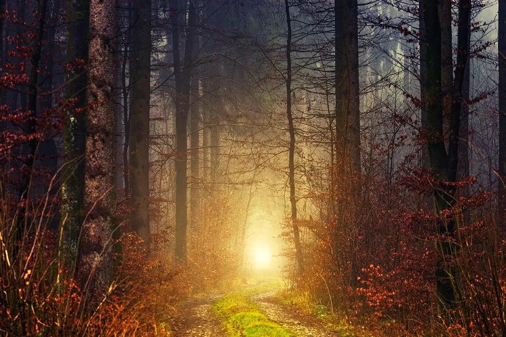 Fototapeta svetlo v lese