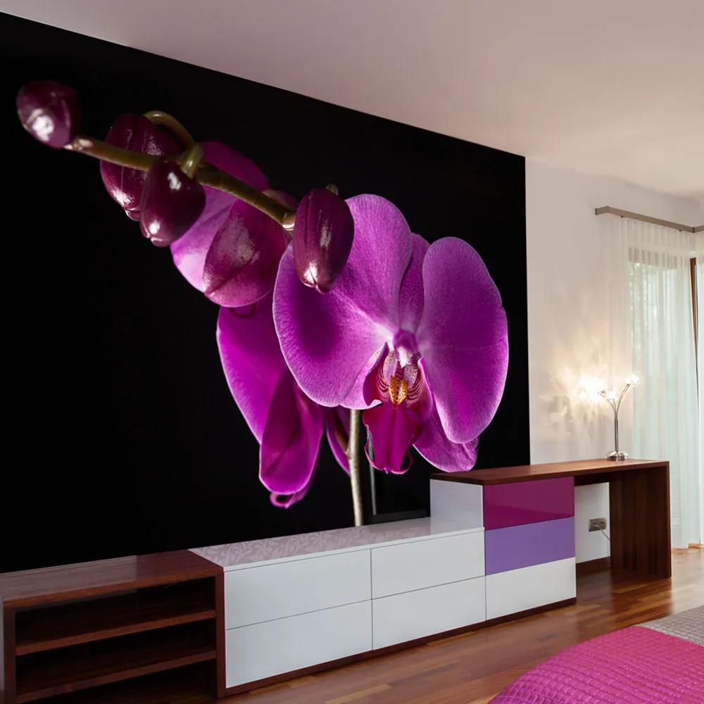 Fototapeta - Elegantná orchidea 350x270 + zadarmo lepidlo