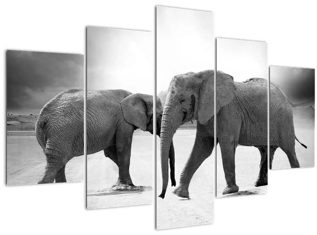 Obraz - čiernobiele slony (150x105 cm)