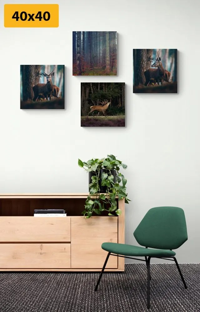 Set obrazov čaro lesných zvierat