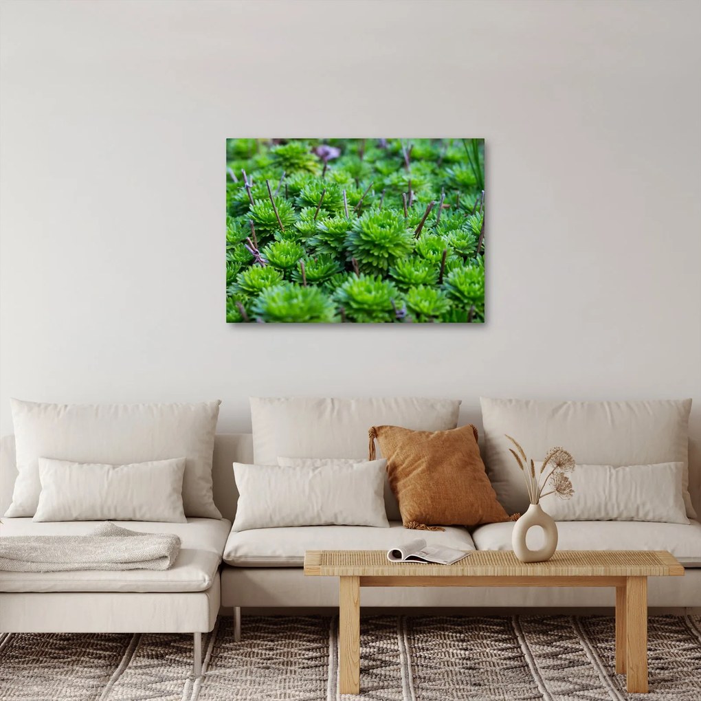 Obraz sukulentov (70x50 cm)