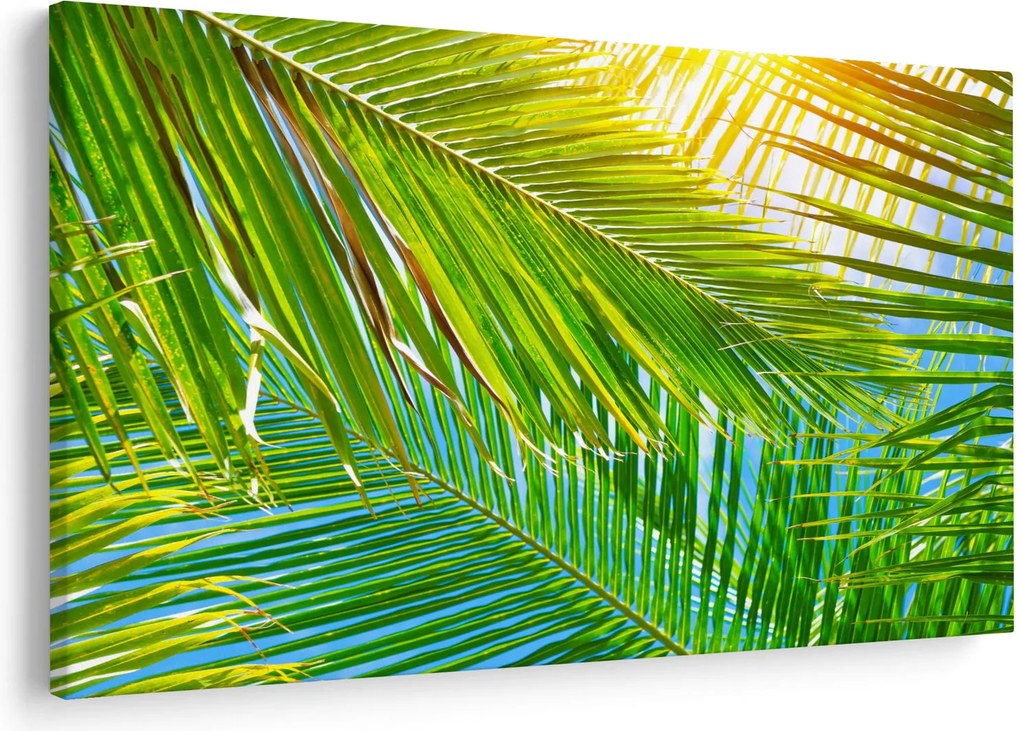 Obraz - Palmové listy (90x60 cm)