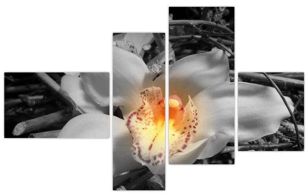 Kvet na čiernobielom pozadí - moderný obraz
