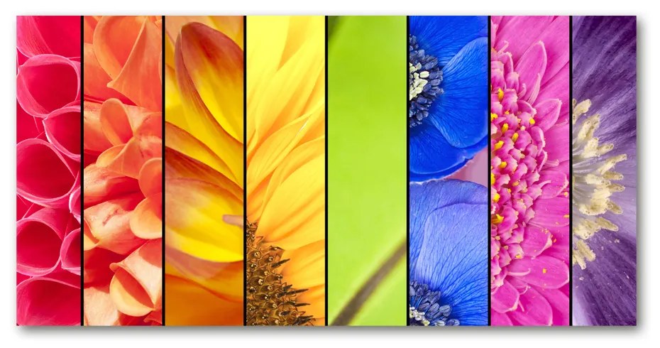 Foto obraz akrylové sklo Farebné kvety oah-76360035