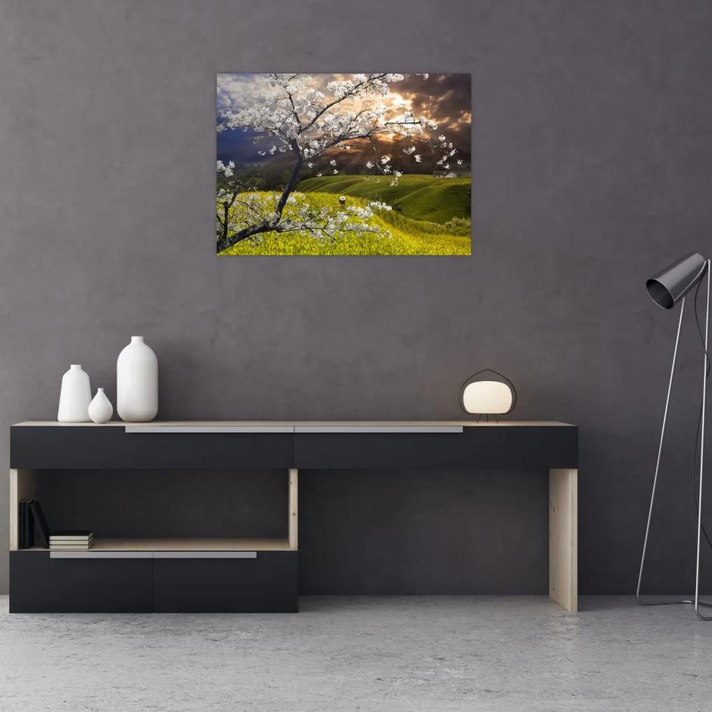Obraz - Rozkvitnutý strom v krajine (70x50 cm)