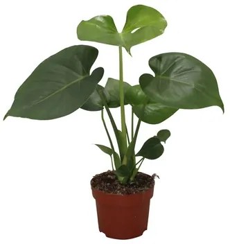 Monstera deliciosa 12x35 cm